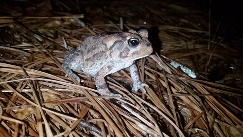 Southern Toad photographed in South Carolina