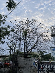 Lannea coromandelica