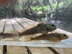 Cottus beldingii
