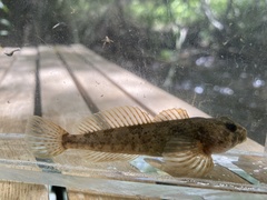 Cottus beldingii