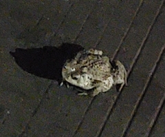 Bufo gargarizans