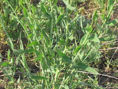 Chondrilla latifolia