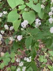 Ceanothus americanus americanus