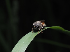 Stratiomys singularior