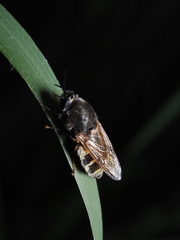 Stratiomys singularior
