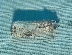 Ecdytolopha