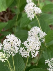 Ceanothus americanus americanus