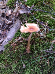 Amanita fulva