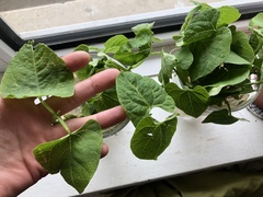 Angiospermae