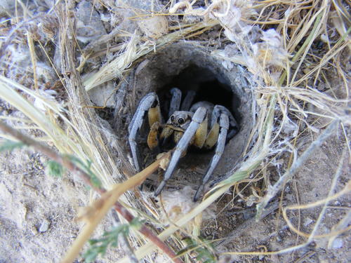 Spanish wolf spider