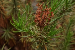 Heliotropium stenophyllum