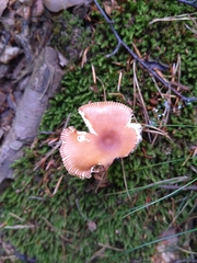 Amanita fulva