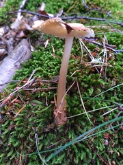 Amanita fulva