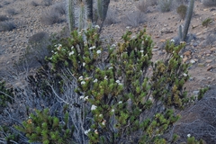 Heliotropium stenophyllum