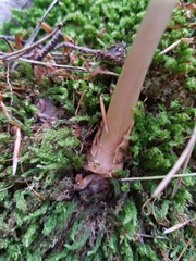 Amanita fulva