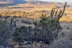 Heliotropium stenophyllum