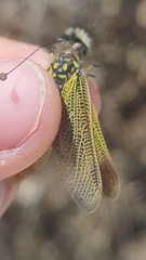 Libelloides ictericus