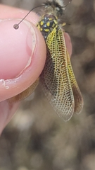 Libelloides ictericus