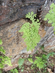 Adiantum