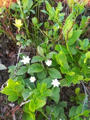Lysimachia europaea
