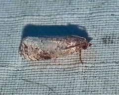 Ecdytolopha