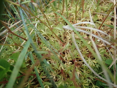Saxifraga fragosoi