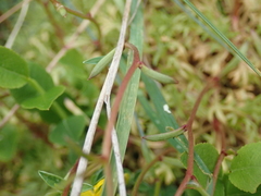 Saxifraga fragosoi