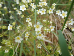 Saxifraga fragosoi