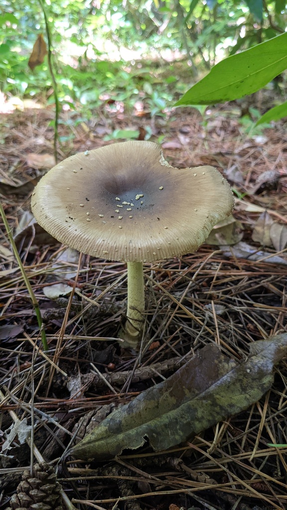 Amanita ibotengutake · June 2022 · photo: © atsushi_nakajima_cirque (iNaturalist, cc-by)