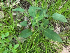 Symphyotrichum undulatum