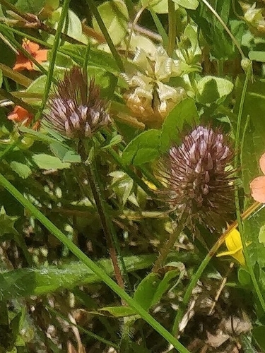 Trifolium ligusticum image