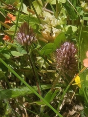 Image of Trifolium ligusticum