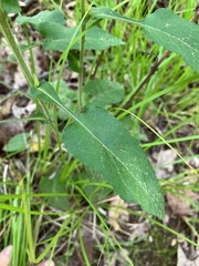 Symphyotrichum undulatum