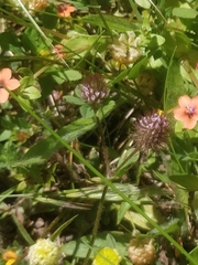 Trifolium ligusticum image