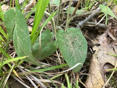 Symphyotrichum undulatum