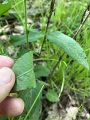 Symphyotrichum undulatum