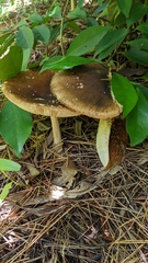 Amanita ibotengutake