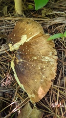 Amanita ibotengutake