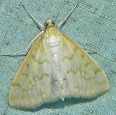 Hahncappsia pergilvalis