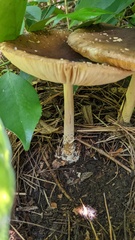 Amanita ibotengutake