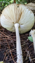 Amanita ibotengutake