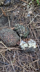 Marasmius purpureostriatus