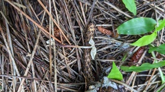 Marasmius purpureostriatus