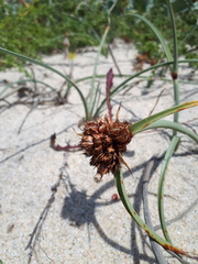 Cyperus capitatus