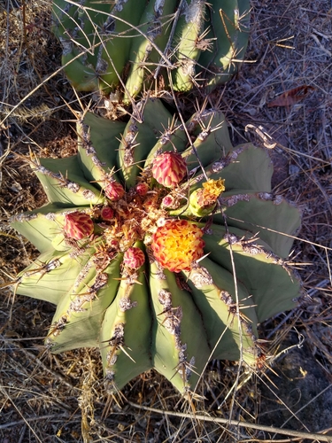 Ferocactus pottsii