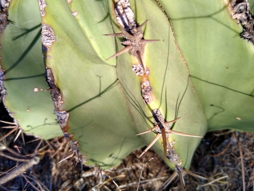 Ferocactus pottsii