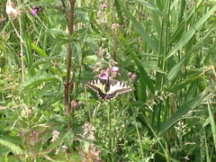 Papilio machaon britannicus