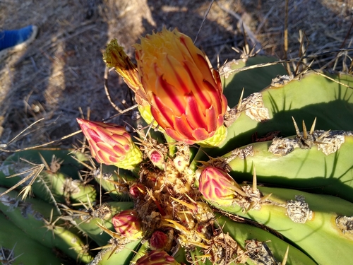 Ferocactus pottsii
