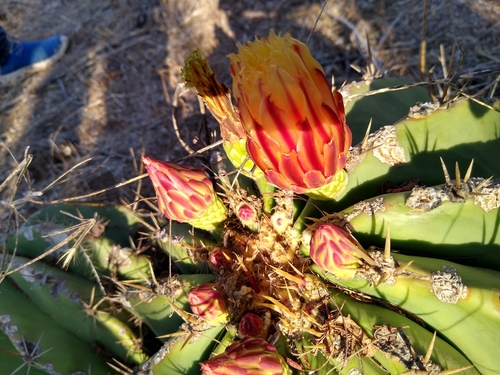 Ferocactus pottsii