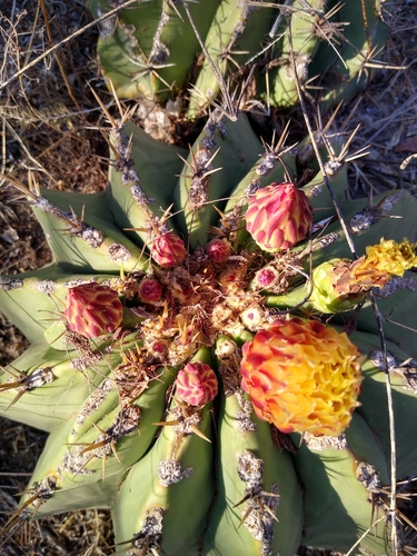 Ferocactus pottsii